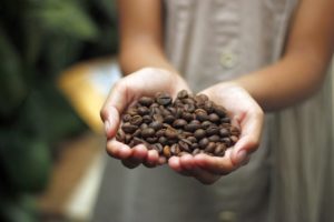 Where Is Caffeine Found Naturally?