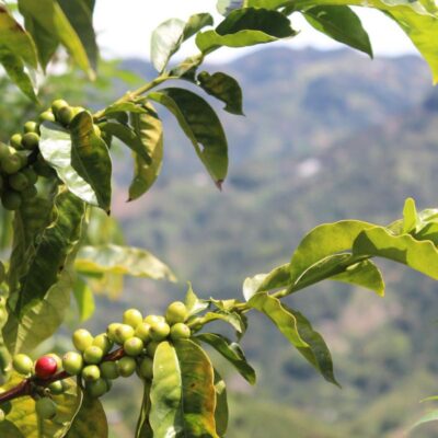 6 Authentic Facts About Coffee Farming in Kenya, Africa